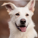 Dog Poop Pickup in Garden City Michigan