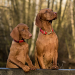 Dog Poop Pickup in Garden City Michigan