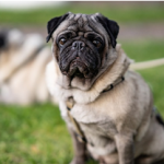 Dog Poop Pickup in Garden City Michigan