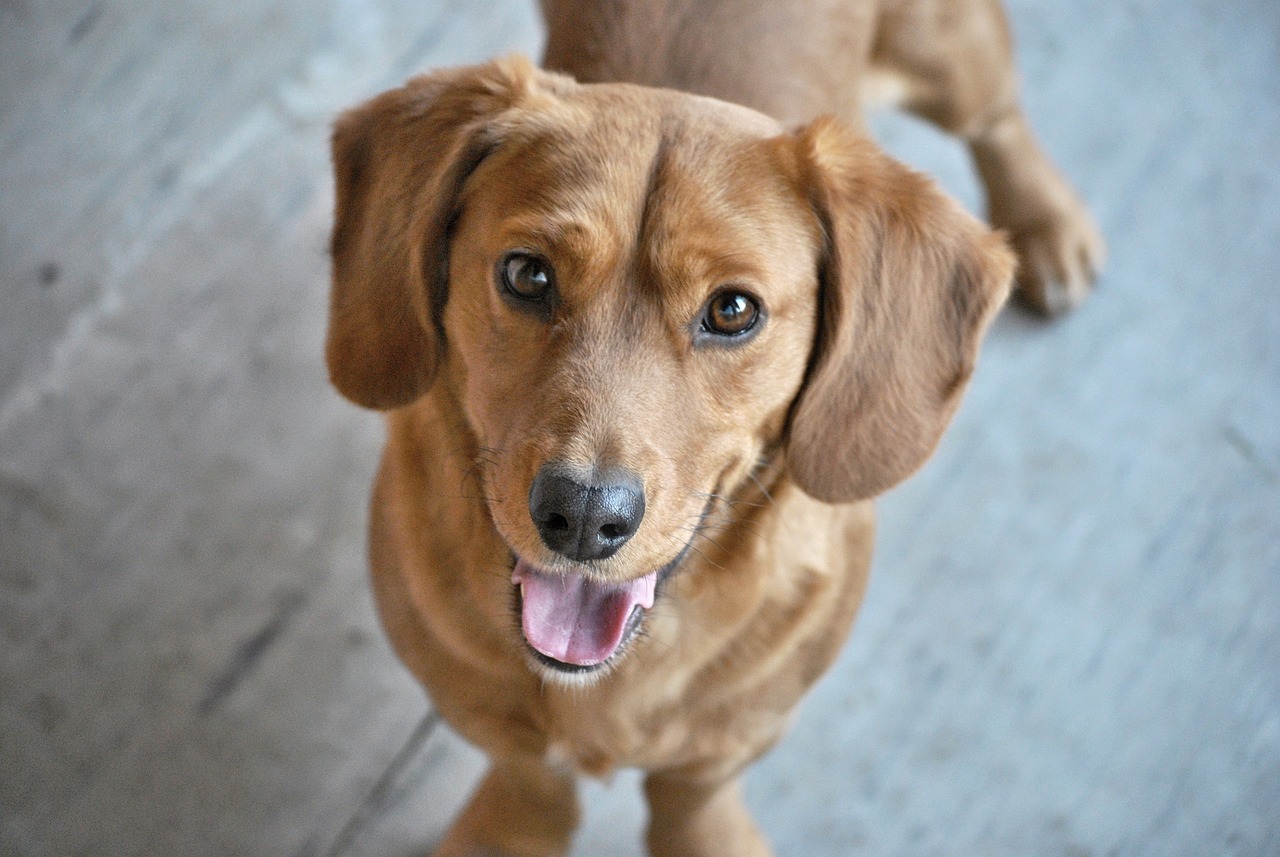 Dog Poop Pickup in Garden City Michigan