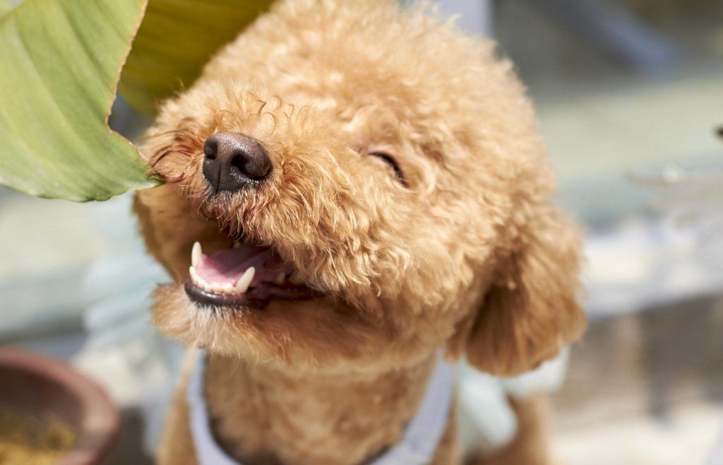 Dog Poop Pickup in Garden City Michigan