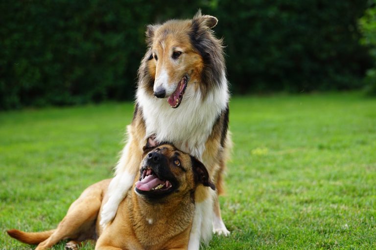 Dog Poop Pickup in Garden City Michigan